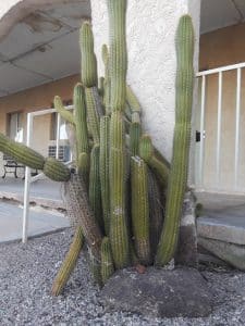 Saguaro Hot Mineral Wells Motel, Tonopah, Arizona, USA