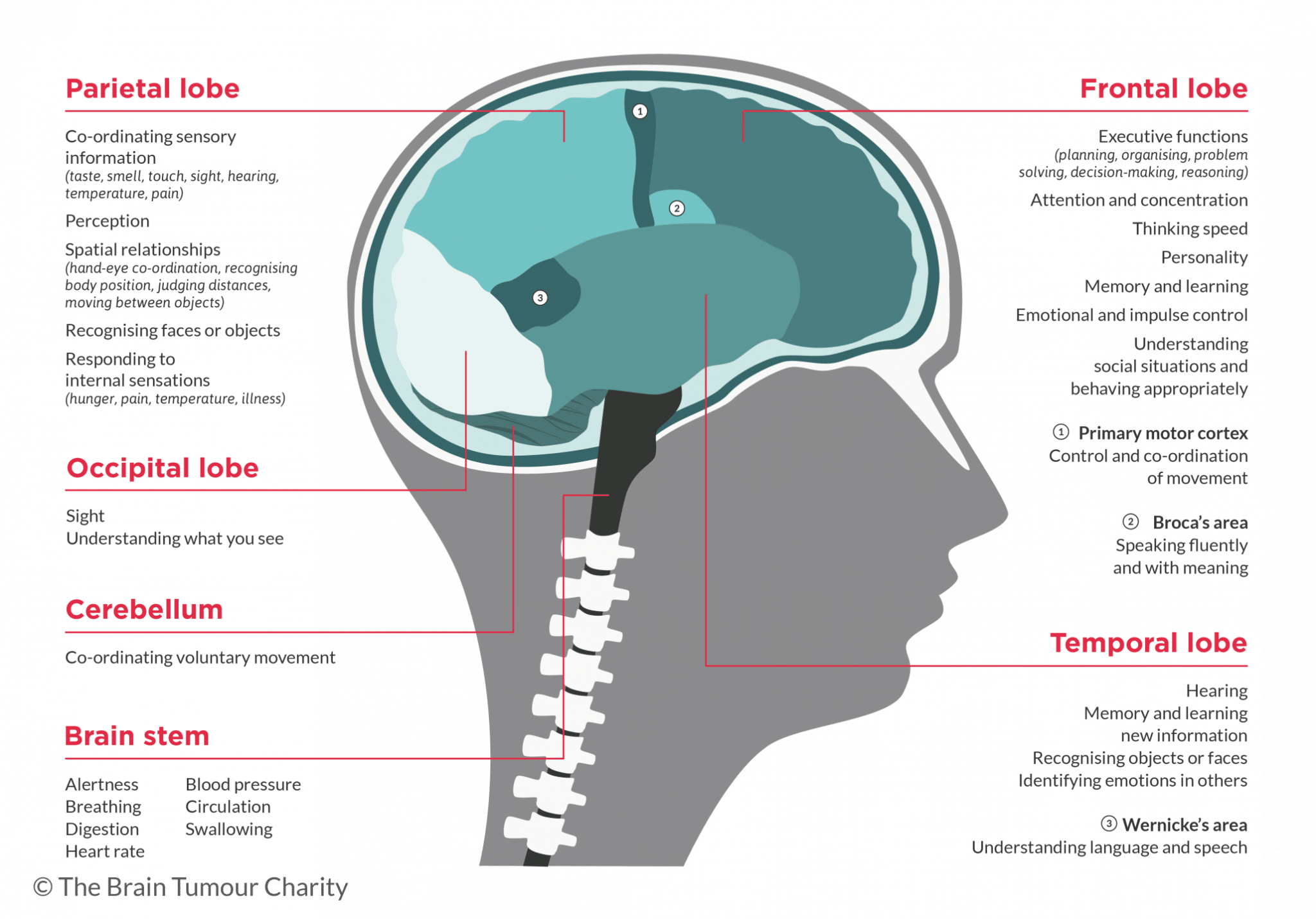 understanding-the-correlation-travelling-and-brain-tumours-an